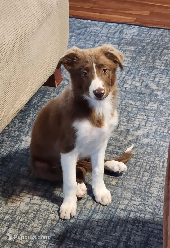 Female 3 – Border Collie puppy for sale in Gloucester, VA