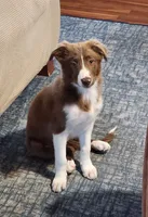 Cinnamon, a female Border Collie for sale in Gloucester, VA – 1 of 7