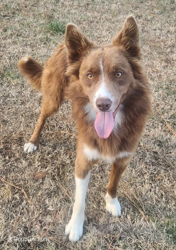 Sweeties pup – Border Collie puppy for sale in Gloucester, VA