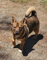 Buck, a male Swedish Vallhund for sale in Gloucester, VA – 5 of 5