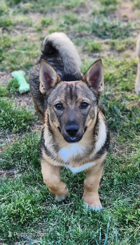 Chunk chunk – Swedish Vallhund puppy for sale in Gloucester, VA