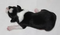 Female 2, a female Border Collie for sale in Gloucester, VA – 2 of 2