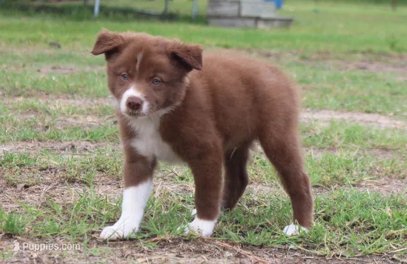Honey Male 2 – Border Collie puppy for sale in Gloucester, VA