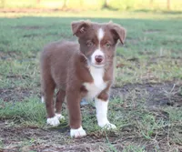 Male 1, a male Border Collie for sale in Gloucester, VA – 2 of 4