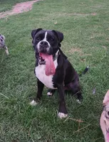 Bandit, a male Boxer and Valley Bulldog for sale in Gloucester, VA – Photo 2 of 3