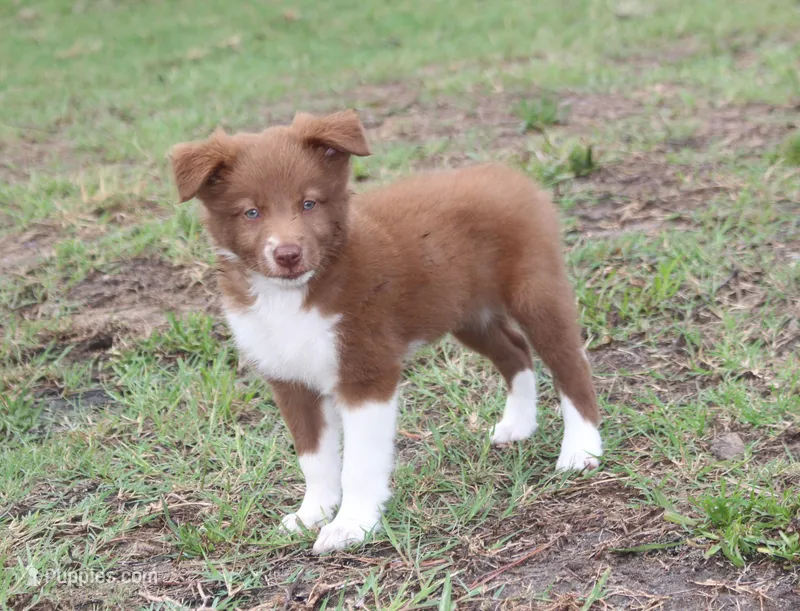 Honey Female 3 – Border Collie puppy for sale in Gloucester, VA