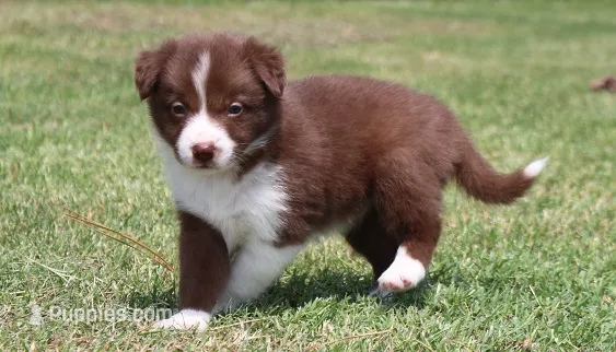 Honey Female 1 – Border Collie puppy for sale in Gloucester, VA