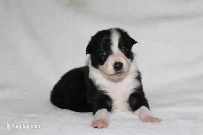 Female 4 – Border Collie puppy for sale in Gloucester, VA