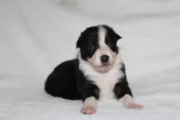 Female 4, a female Border Collie for sale in Gloucester, VA – 1 of 2