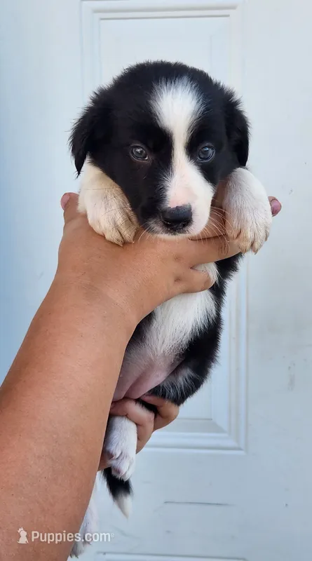 Female 2 – Border Collie puppy for sale in Gloucester, VA