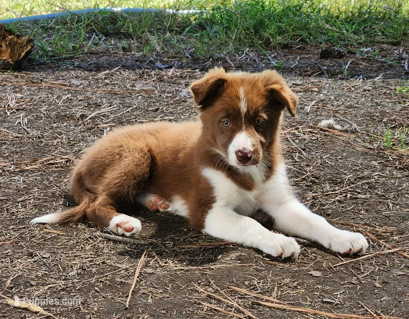 Female 3 – Border Collie puppy for sale in Gloucester, VA