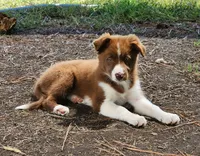 Cinnamon, a female Border Collie for sale in Gloucester, VA – 4 of 7