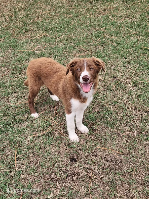 Cinnamon – Border Collie puppy for sale in Gloucester, VA