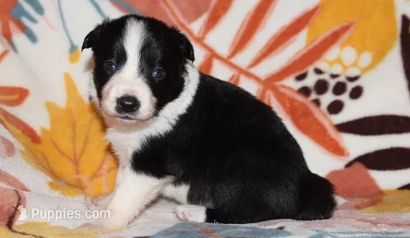 Female 1 – Border Collie puppy for sale in Gloucester, VA
