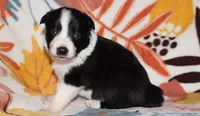 Female 1, a female Border Collie for sale in Gloucester, VA – 1 of 2