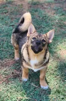 Buck, a male Swedish Vallhund for sale in Gloucester, VA – 4 of 5