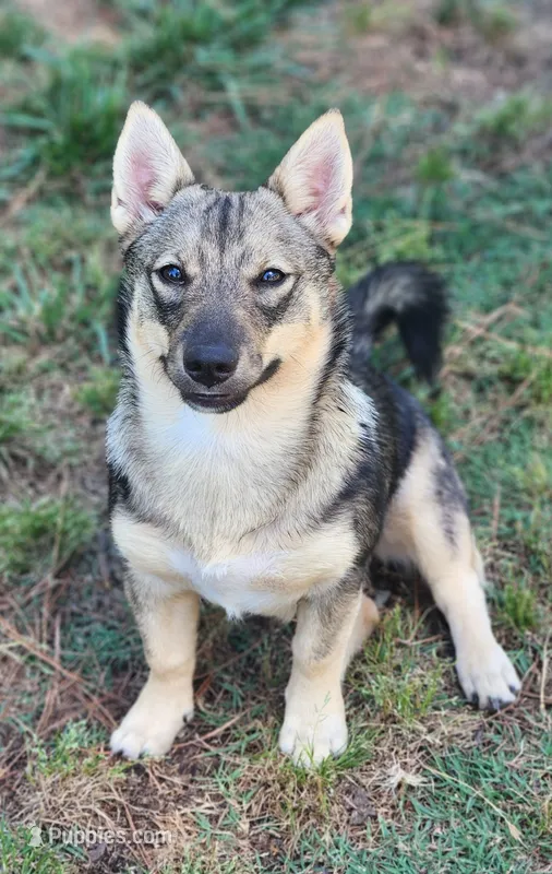Princess – Swedish Vallhund puppy for sale in Gloucester, VA