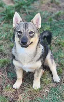 Princess, a female Swedish Vallhund for sale in Gloucester, VA – 1 of 3