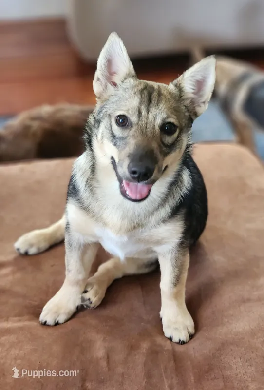 Sissy – Swedish Vallhund puppy for sale in Gloucester, VA