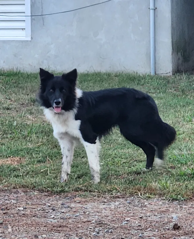 Puppies due – Border Collie puppy for sale in Gloucester, VA