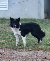 Puppies due, a  Border Collie for sale in Gloucester, VA – 1 of 3