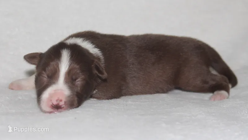 Female 3 – Border Collie puppy for sale in Gloucester, VA