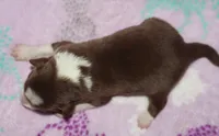 Female 4, a female Border Collie for sale in Gloucester, VA – 2 of 2