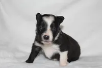 Female 2, a female Border Collie for sale in Gloucester, VA – 1 of 2
