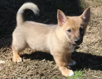 Prissy M (holistic), a male Swedish Vallhund for sale in Gloucester, VA – Photo 2 of 5