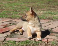 Prissy M (holistic), a male Swedish Vallhund for sale in Gloucester, VA – Photo 5 of 5