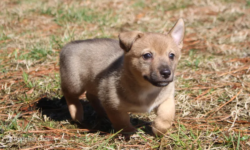 Prissy M 1 – Swedish Vallhund puppy for sale in Gloucester, VA