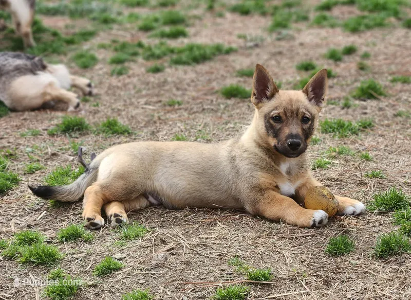 Prissy M – Swedish Vallhund puppy for sale in Gloucester, VA