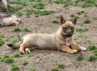 Pup, a male Swedish Vallhund for sale in Gloucester, VA – Photo 2 of 6