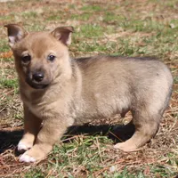 Prissy M , a male Swedish Vallhund for sale in Gloucester, VA – Photo 3 of 3