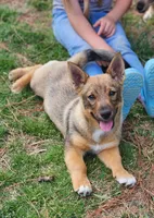 Pup, a male Swedish Vallhund for sale in Gloucester, VA – Photo 1 of 6