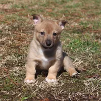 Prissy M , a male Swedish Vallhund for sale in Gloucester, VA – Photo 1 of 3