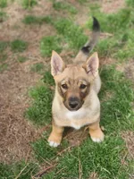 Pup, a male Swedish Vallhund for sale in Gloucester, VA – Photo 4 of 6