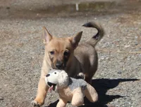 Prissy M (holistic), a male Swedish Vallhund for sale in Gloucester, VA – Photo 3 of 5