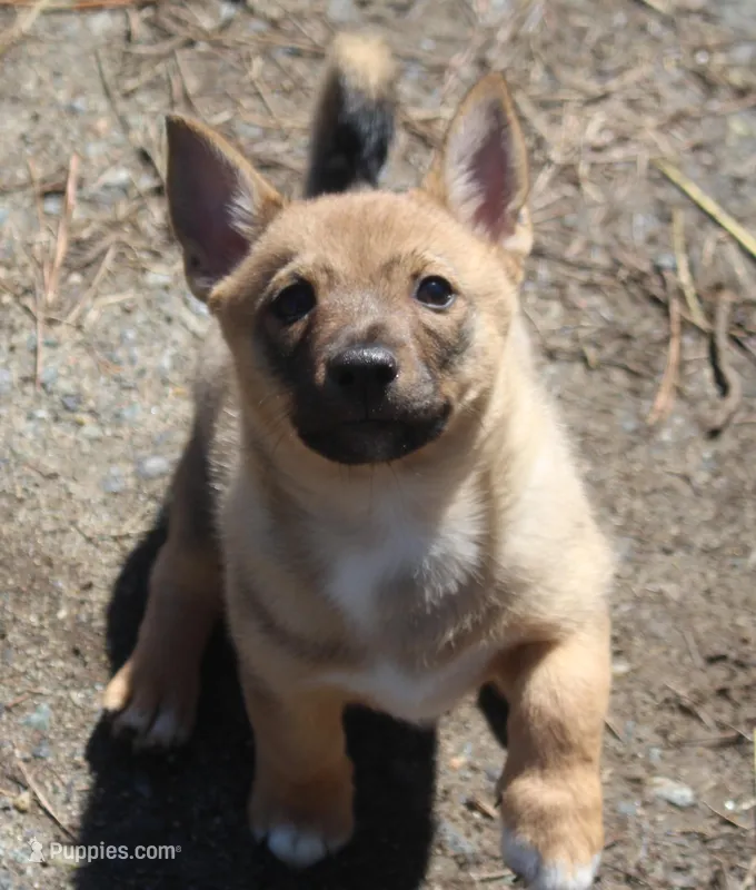 Prissy M  – Swedish Vallhund puppy for sale in Gloucester, VA