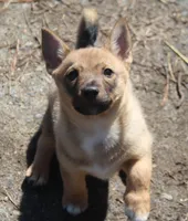 Prissy M (holistic), a male Swedish Vallhund for sale in Gloucester, VA – Photo 1 of 5