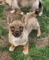 Pup, a male Swedish Vallhund for sale in Gloucester, VA – Photo 3 of 6
