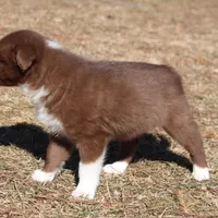 Sweety, a female Border Collie for sale in Gloucester, VA – Photo 4 of 4