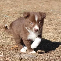 Sweety, a female Border Collie for sale in Gloucester, VA – Photo 3 of 4