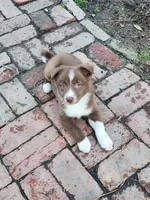 Sweety, a female Border Collie for sale in Gloucester, VA – Photo 1 of 4