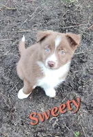 Sweety, a female Border Collie for sale in Gloucester, VA – Photo 2 of 4