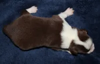 Male 2, a male Border Collie for sale in Gloucester, VA – 2 of 2