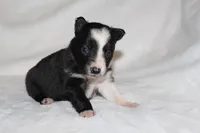 Female 2, a female Border Collie for sale in Gloucester, VA – 2 of 2