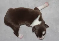 Male 3, a male Border Collie for sale in Gloucester, VA – 2 of 2
