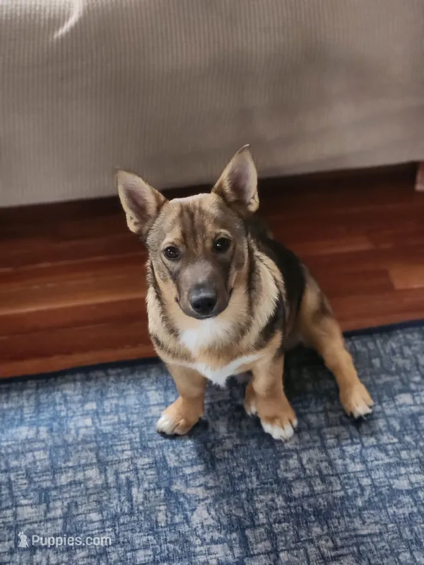 Chunk chunk – Swedish Vallhund puppy for sale in Gloucester, VA