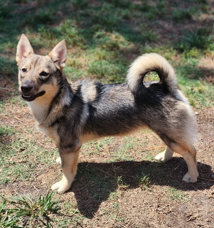 Princess – Swedish Vallhund puppy for sale in Gloucester, VA